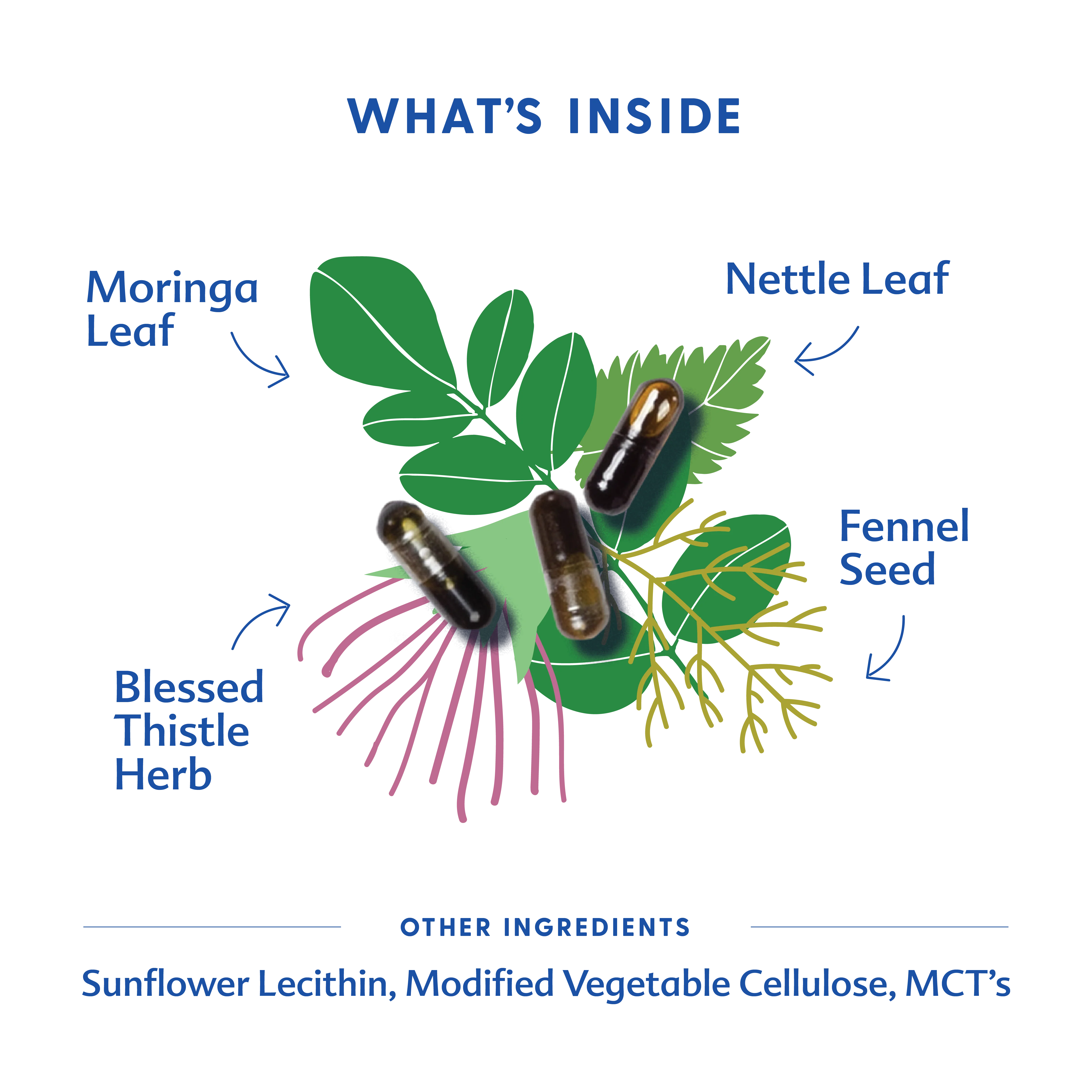 Motherlove Moringa